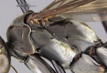 Media type: image;   Entomology 26665 Aspect: thorax lateral
